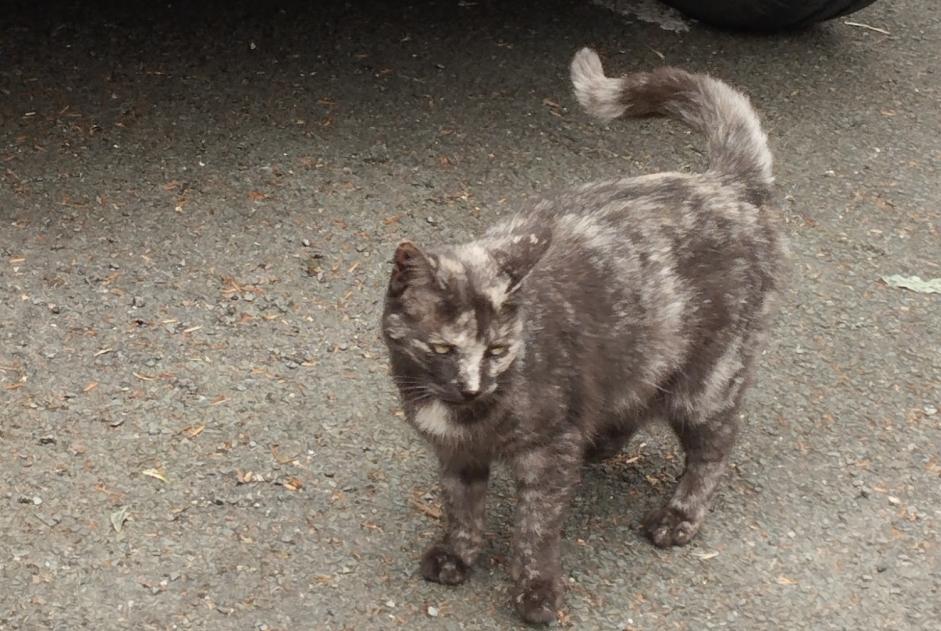 Fundmeldung Katze Unbekannt Montreuil-Juigné Frankreich