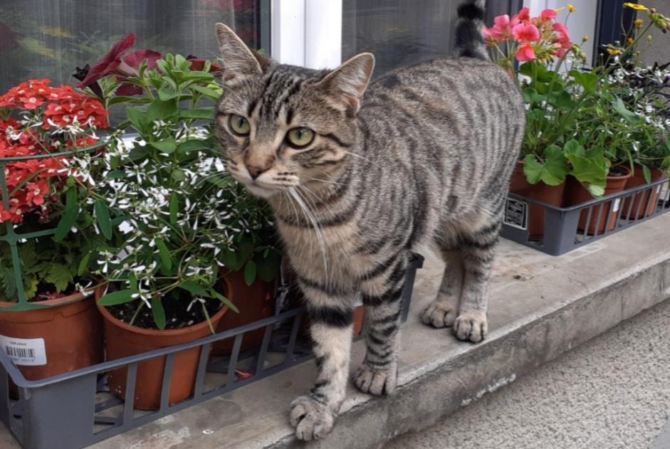 Alerta de Desaparición Gato  Hembra , 1 años Bazet Francia