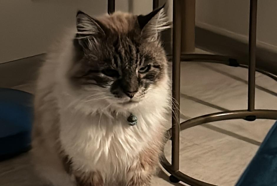 Alerte Disparition Chat  Mâle , 8 ans Marmande France