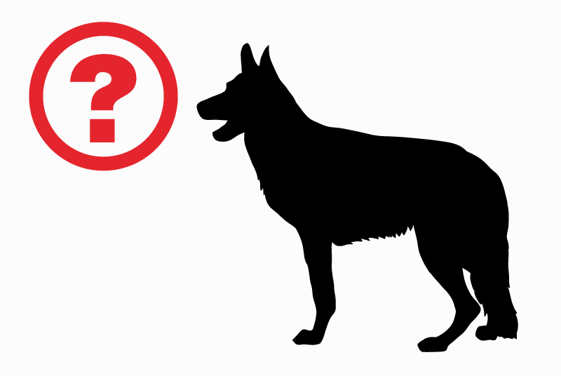 Discovery alert Dog miscegenation Male Joué-lès-Tours France
