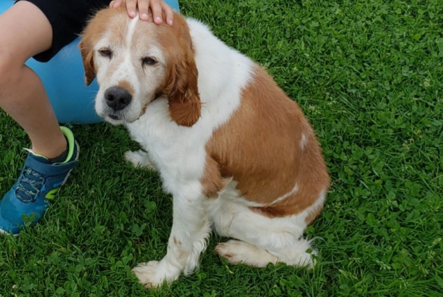 Avviso scomparsa Cane  Maschio , 13 anni Grez-Neuville Francia