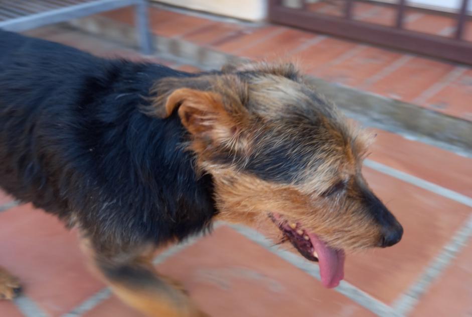 Ontdekkingsalarm Hond Mannetje Cabestany Frankrijk